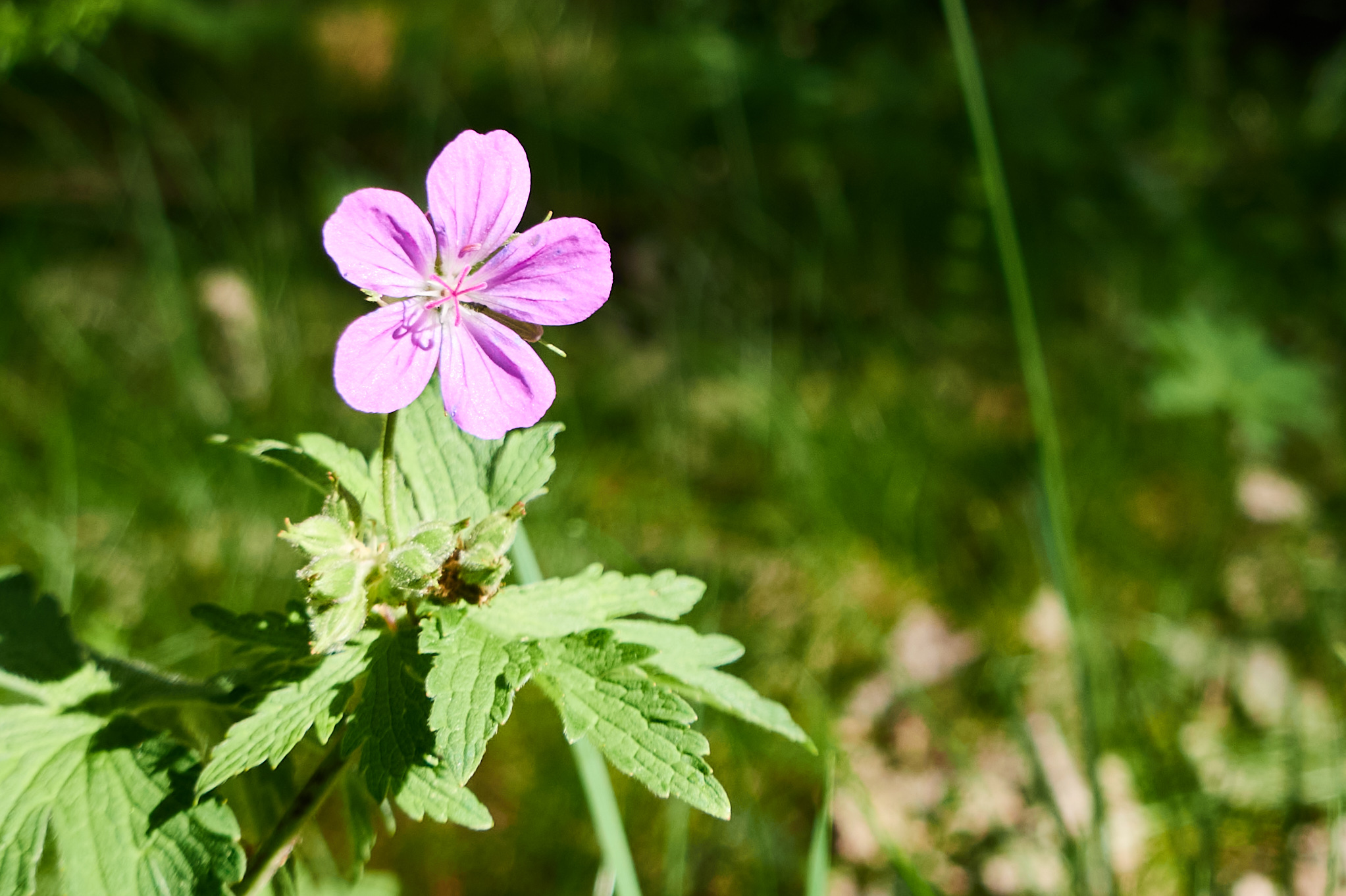 2024 05 24 Sverige 0082